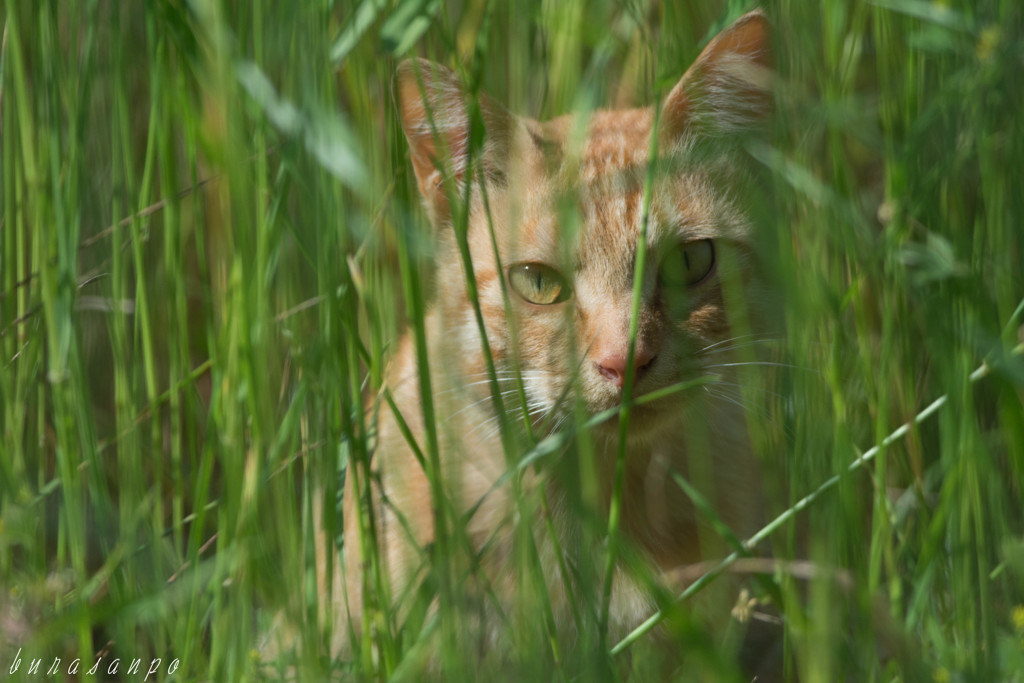 草むら猫