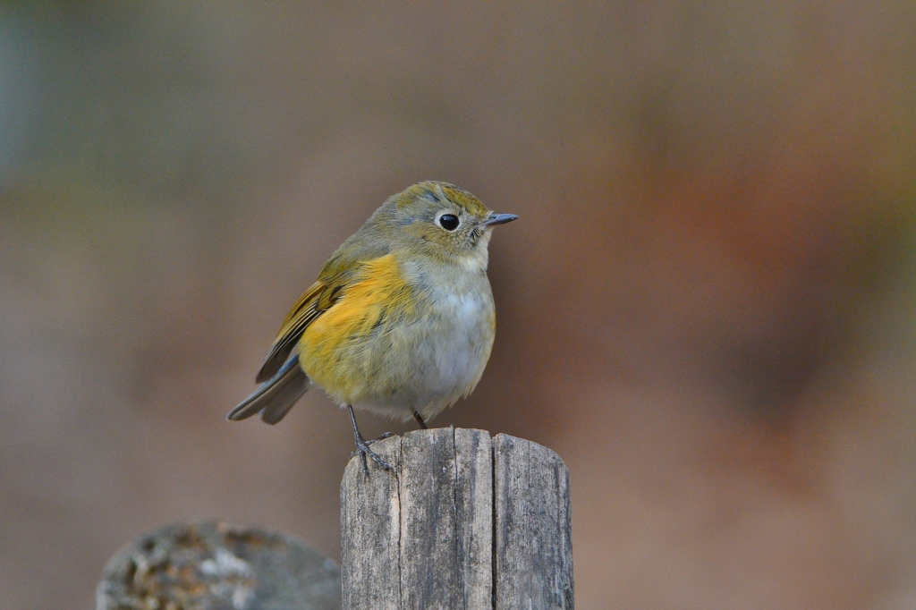 新春鳥撮初め3-ルリビタキ♀-