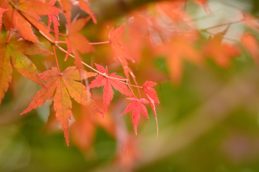 いつもの公園の紅葉