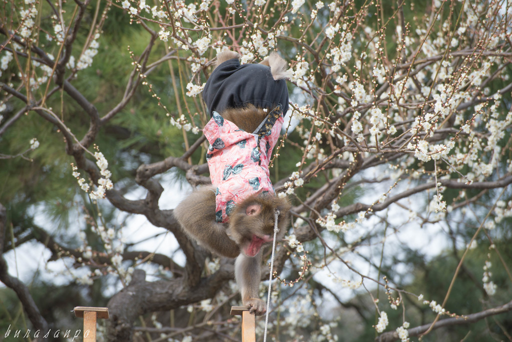 梅咲く庭園で猿まわし
