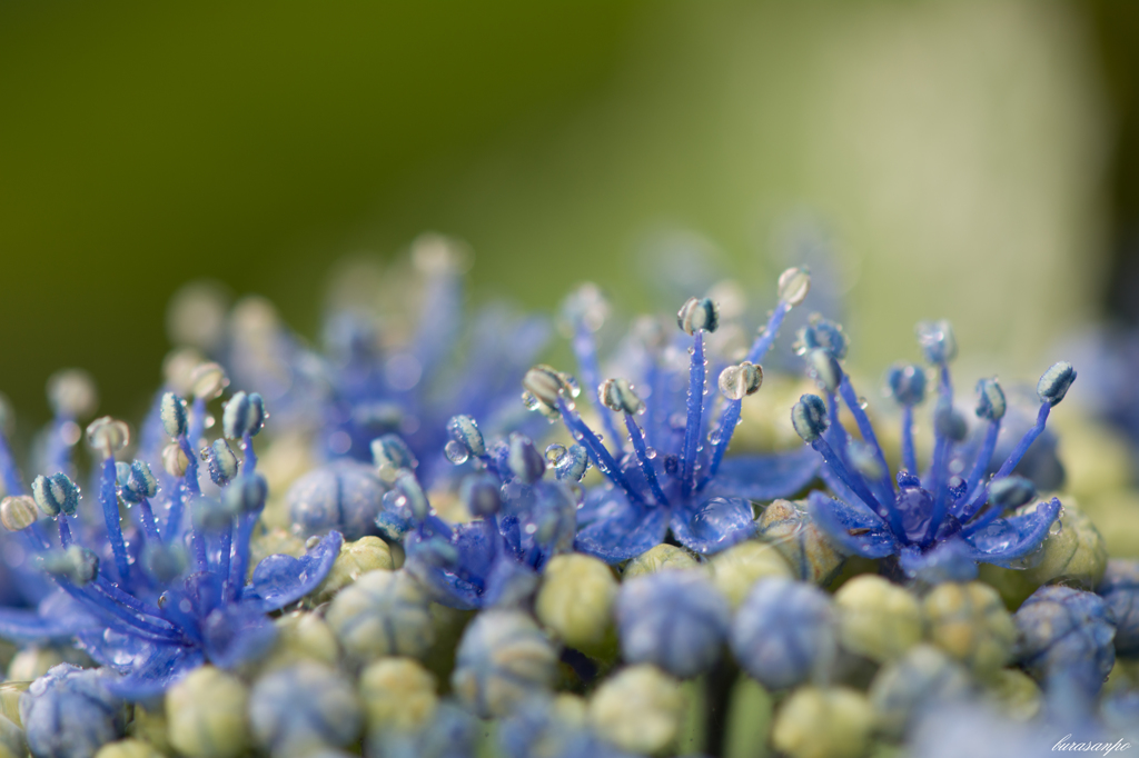 あじさいの中のお花畑