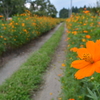 キバナコスモスの咲く散歩道