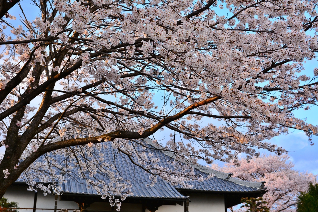 長福寺「枝垂桜」8