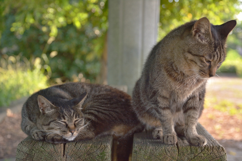 まったりと・・いつもの猫