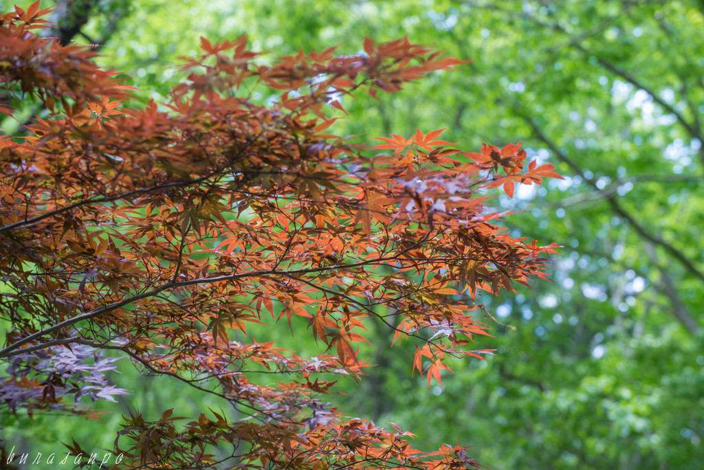 新緑と紅葉