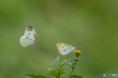 やっぱりこの花が美味しい！