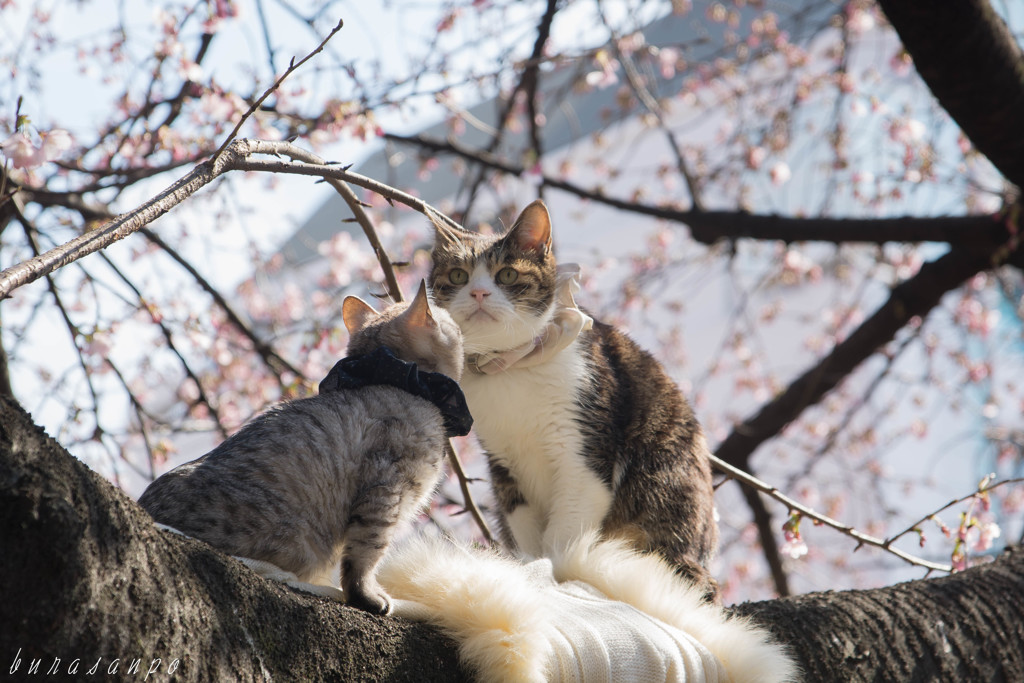 ねこざくら