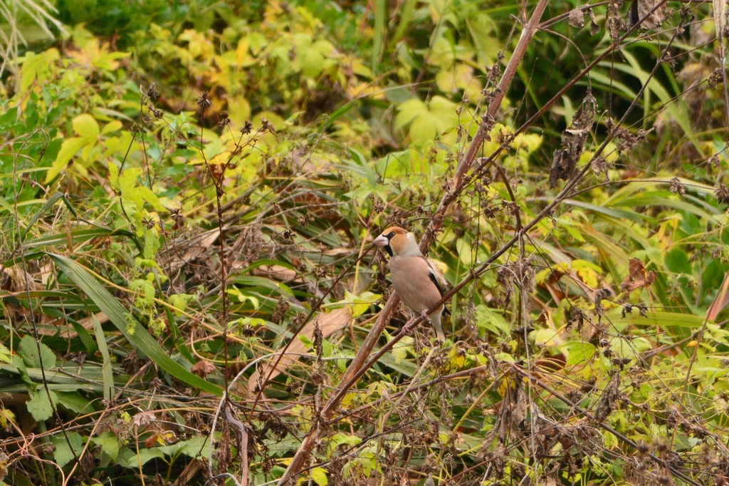 野鳥の秋-シメ-