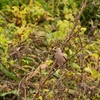 野鳥の秋-シメ-