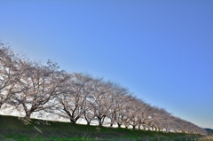 宮の桜1