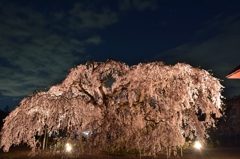 長福寺「枝垂桜」ライトアップ5