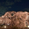長福寺「枝垂桜」ライトアップ5