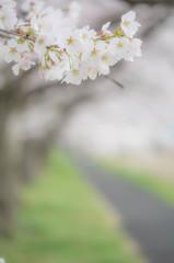桜並木遊歩道