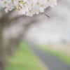 桜並木遊歩道