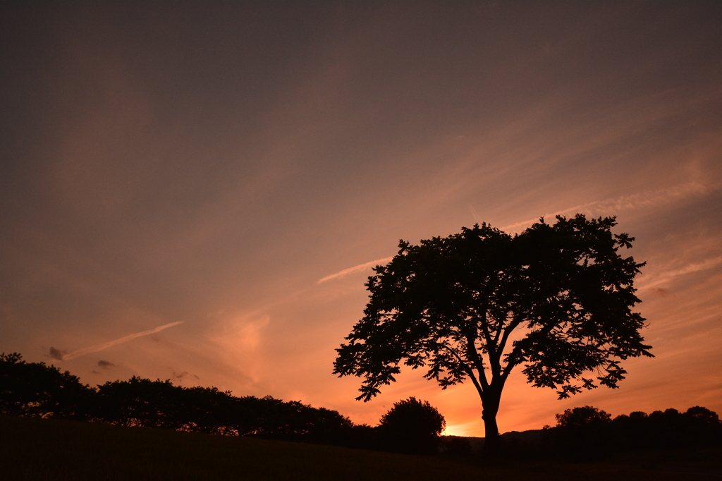いつもの木夕景-いつもの公園-