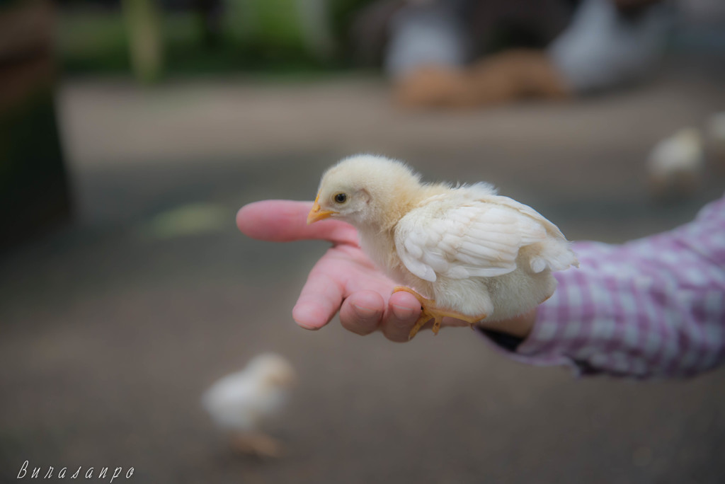 手のりヒヨコ