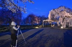 長福寺「枝垂桜」ライトアップ7