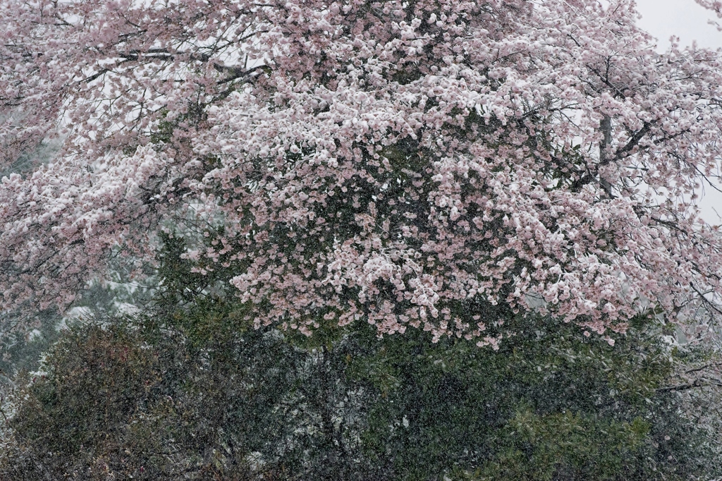 4月の雪化粧