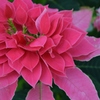 栃木花センター2　by-WaterLily-