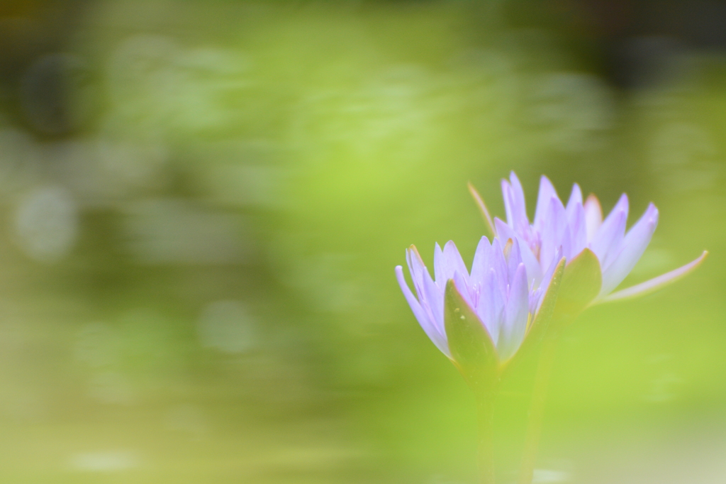 とちぎ花センター3