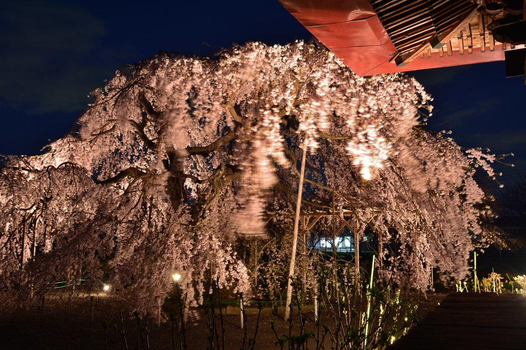 長福寺「枝垂桜」ライトアップ4