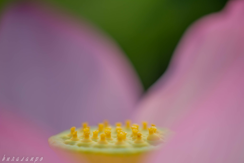 蓮の花托