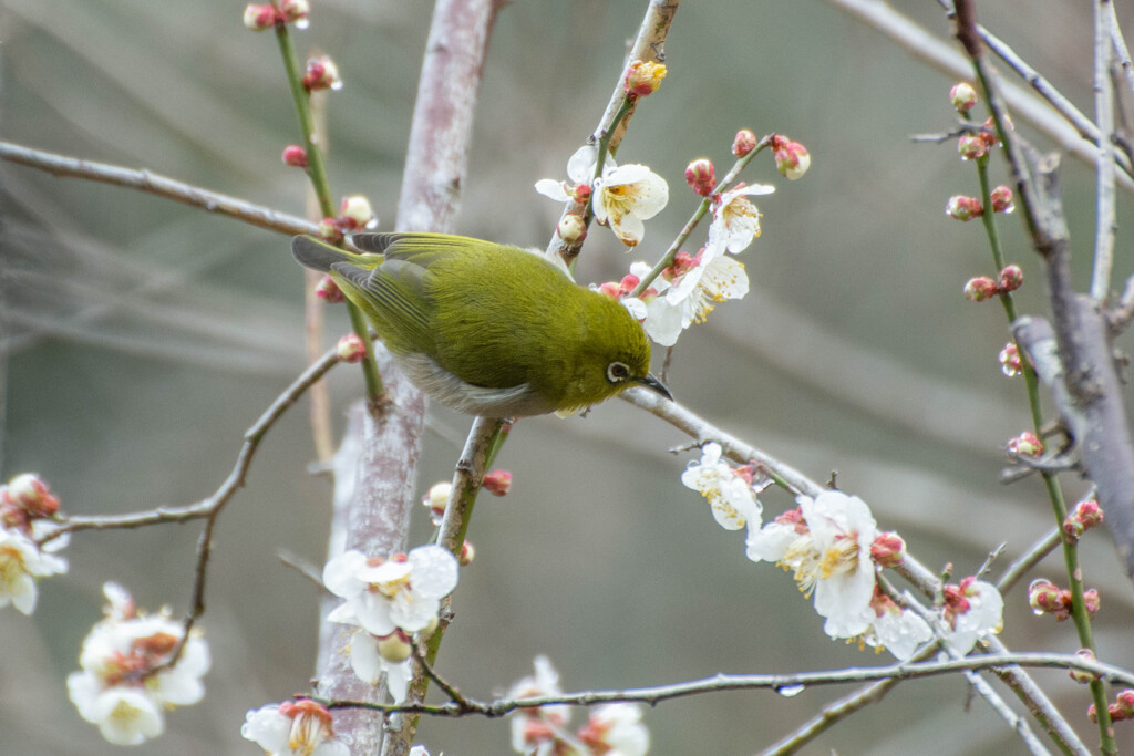 梅の花とメジロ