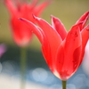 チューリップ3-わんぱく公園-