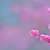 梅林公園の春-紅梅-