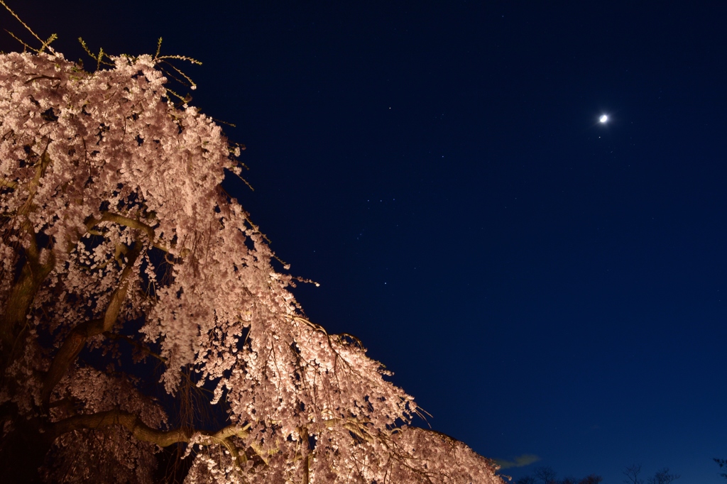 長福寺「枝垂桜」7