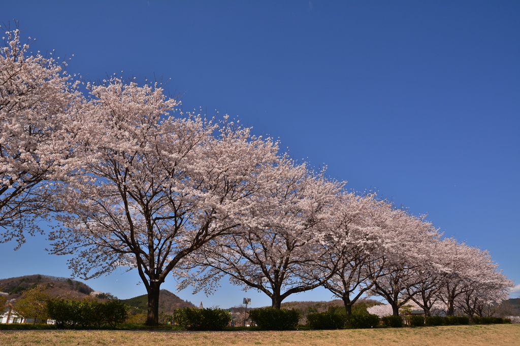 桜「いつもの公園」