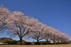 桜「いつもの公園」
