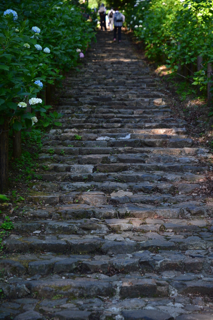 あじさい坂2014開花情報-2-