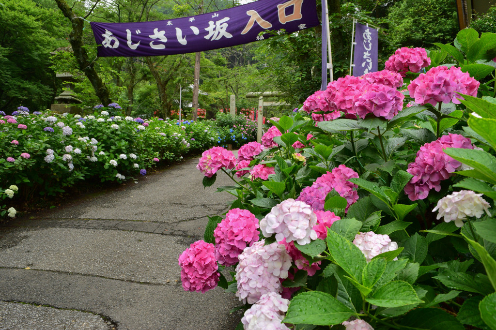 あじさい坂2015開花情報