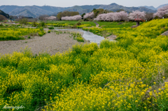 菜の花群生