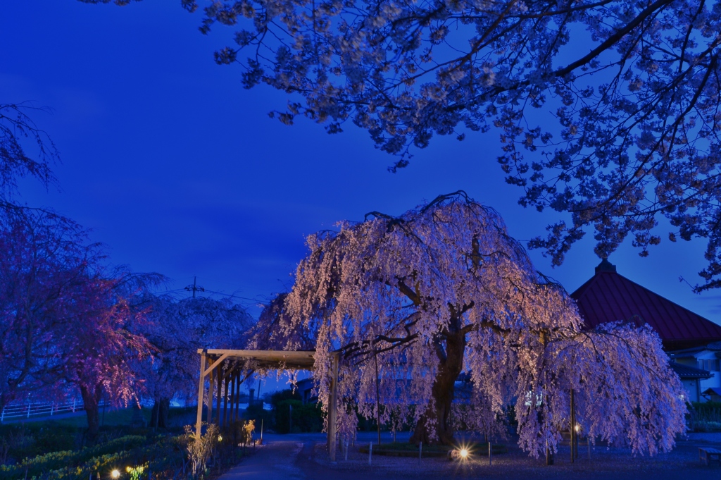 長福寺「枝垂桜」6