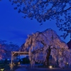 長福寺「枝垂桜」6