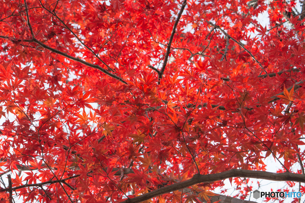 身近な秋-紅葉-4