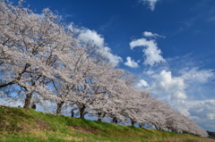 「宮の桜」二日目1