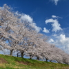 「宮の桜」二日目1