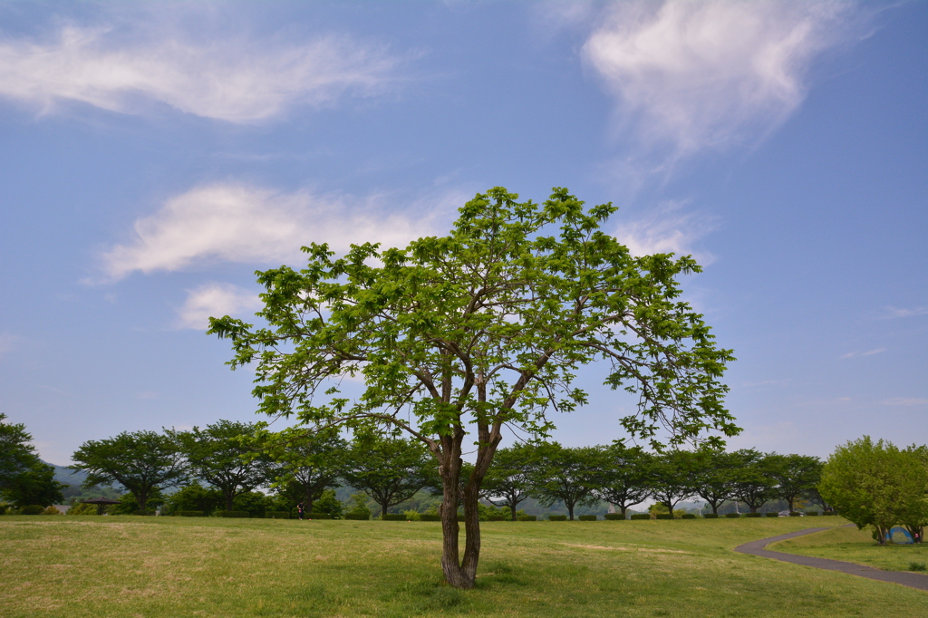 いつもの木1-新緑-