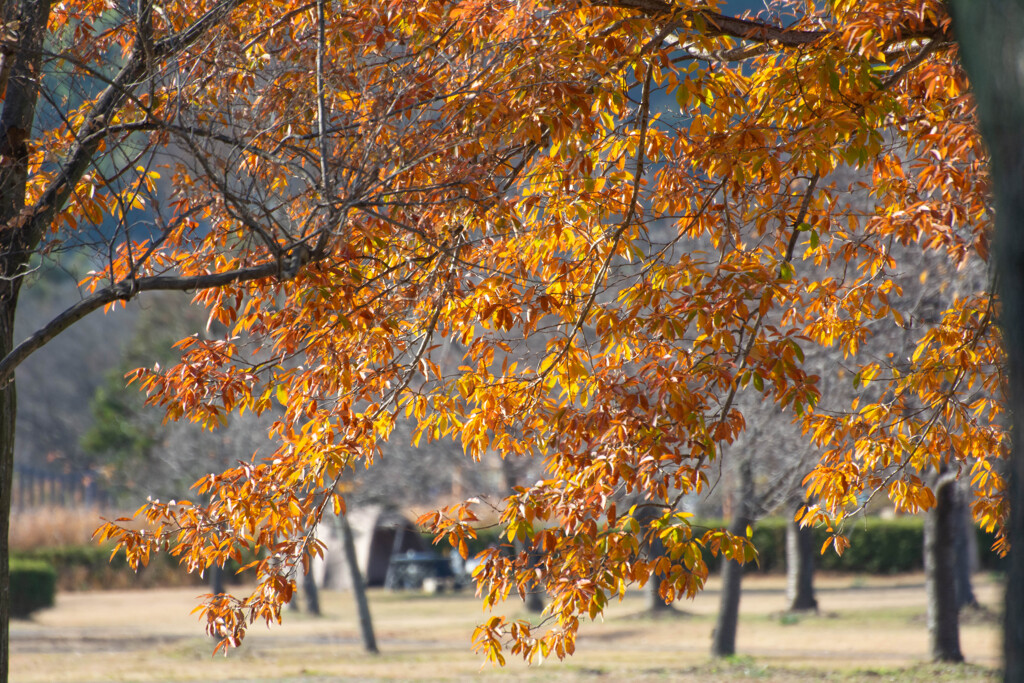 晩秋のいつもの公園散歩1