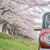 ハスラーと雨中お花見