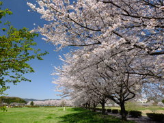 「いつもの公園」-桜-