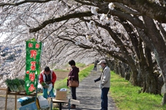 宮の桜7