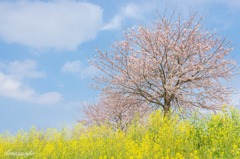 春満開散歩-菜の花と桜と青空-