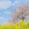 春満開散歩-菜の花と桜と青空-