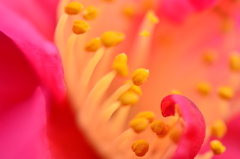 いつもの公園の山茶花