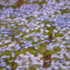 花園散歩-3-