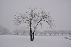 「いつもの木」-冬-